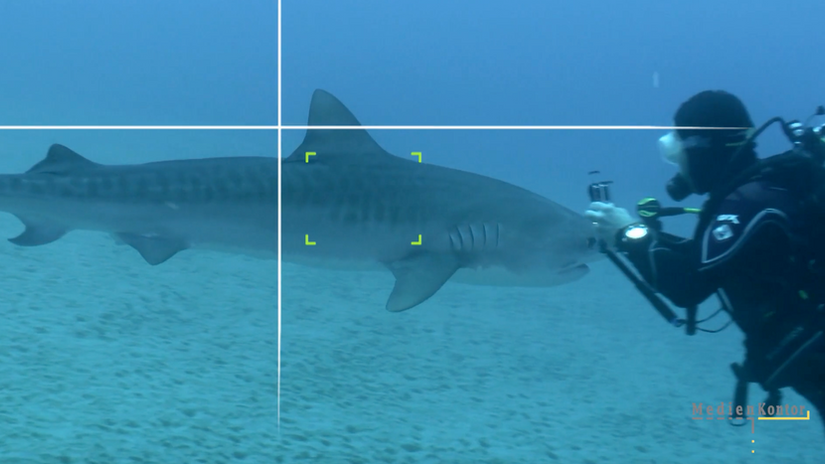 Cocos Island - Paradise for sharks!?